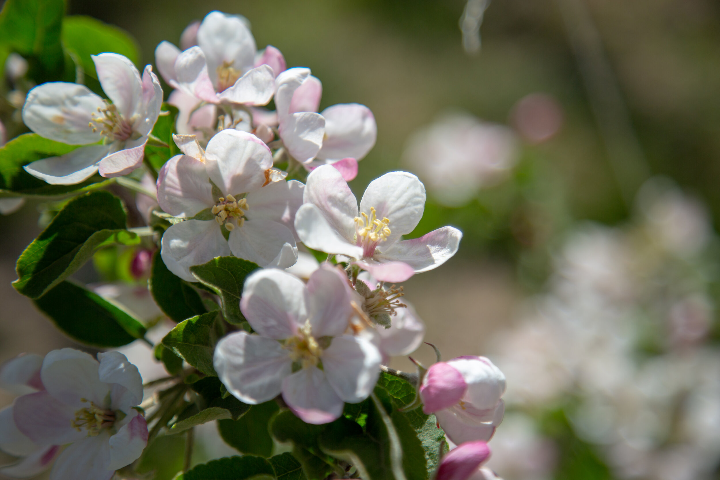 20190502_CosmicCrisp_5D3_8037.jpg
