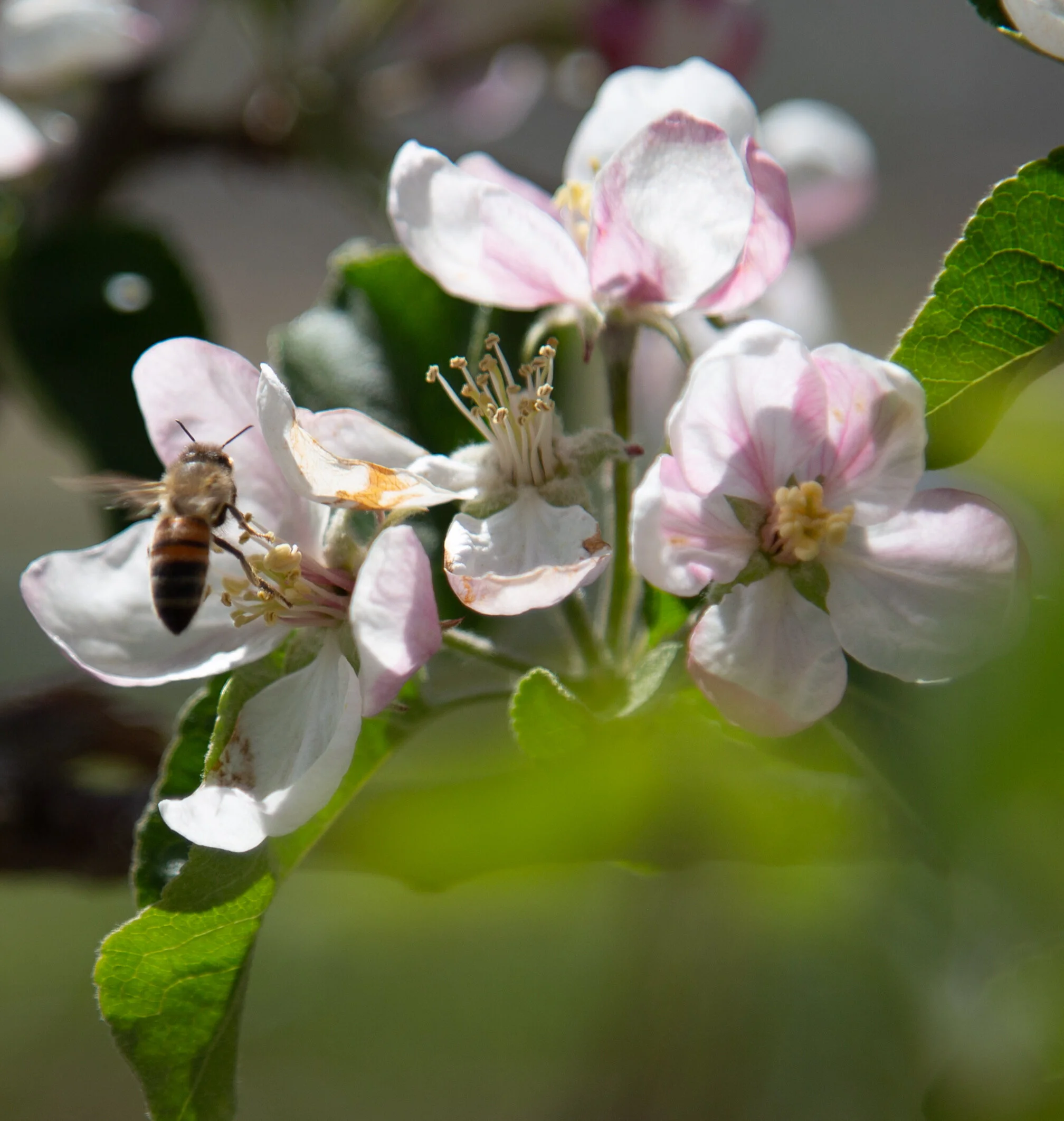 20190502_CosmicCrisp_5D3_8059.jpg