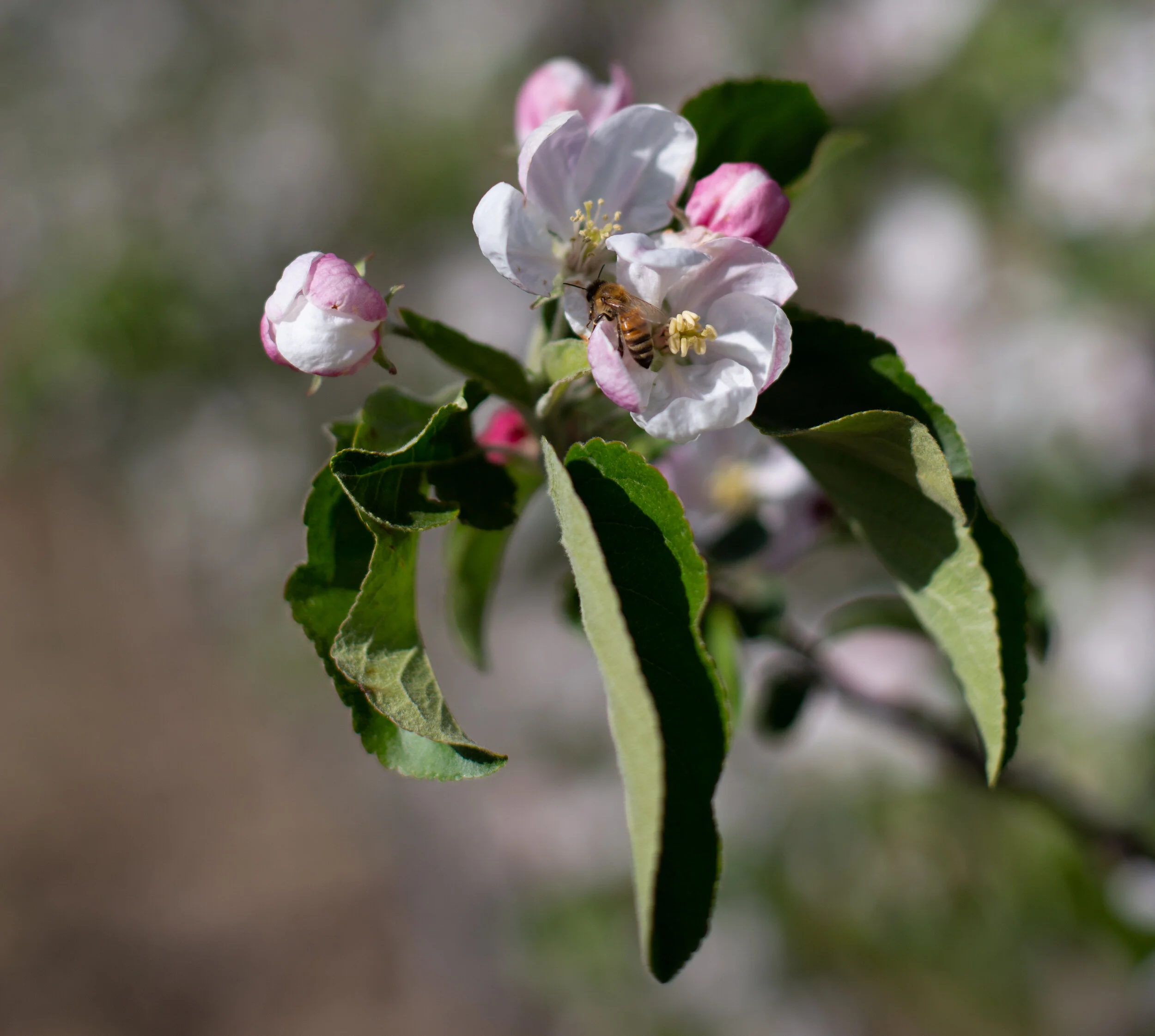 20190502_CosmicCrisp_5D3_8205.jpg