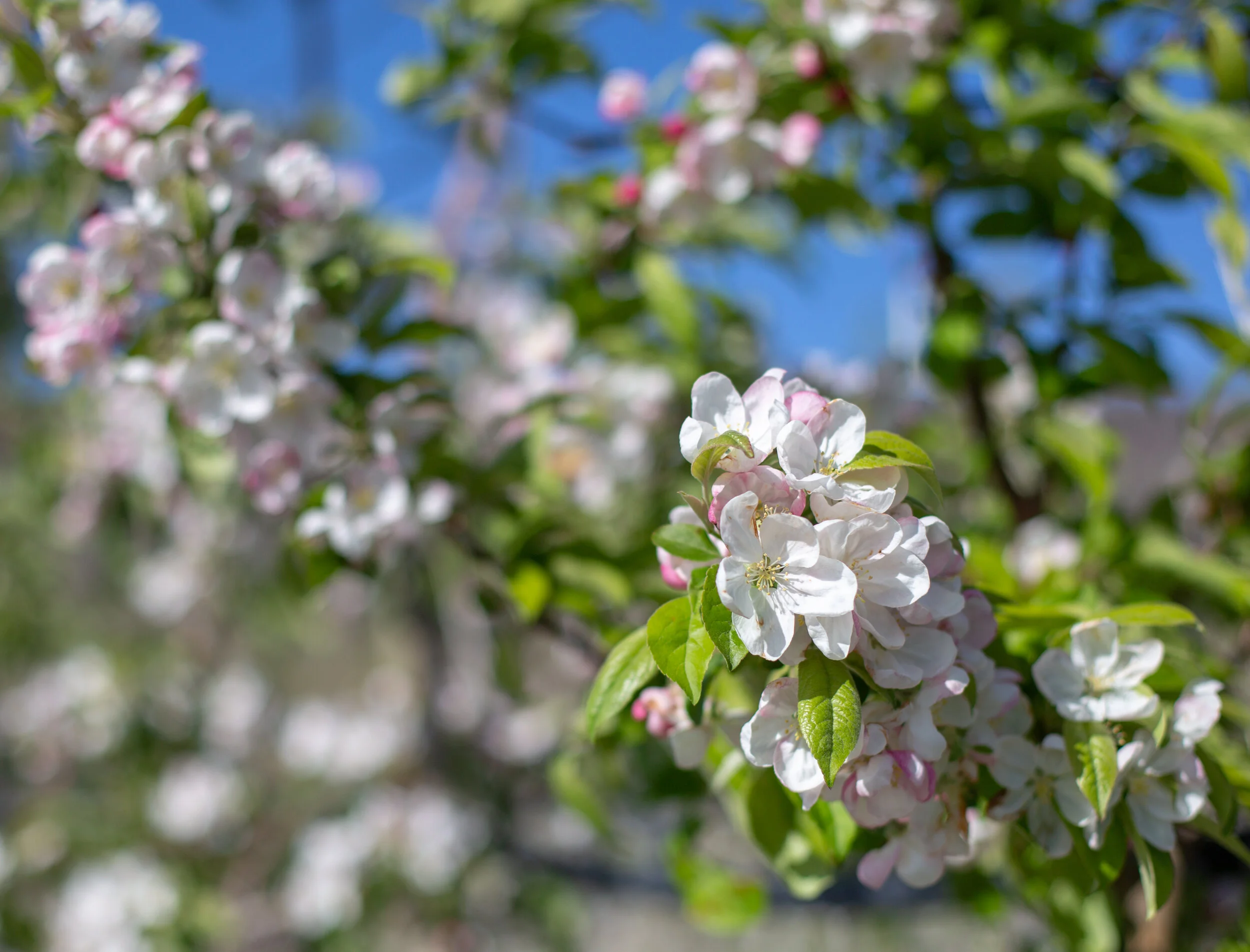 20190502_CosmicCrisp_5D3_8210.jpg
