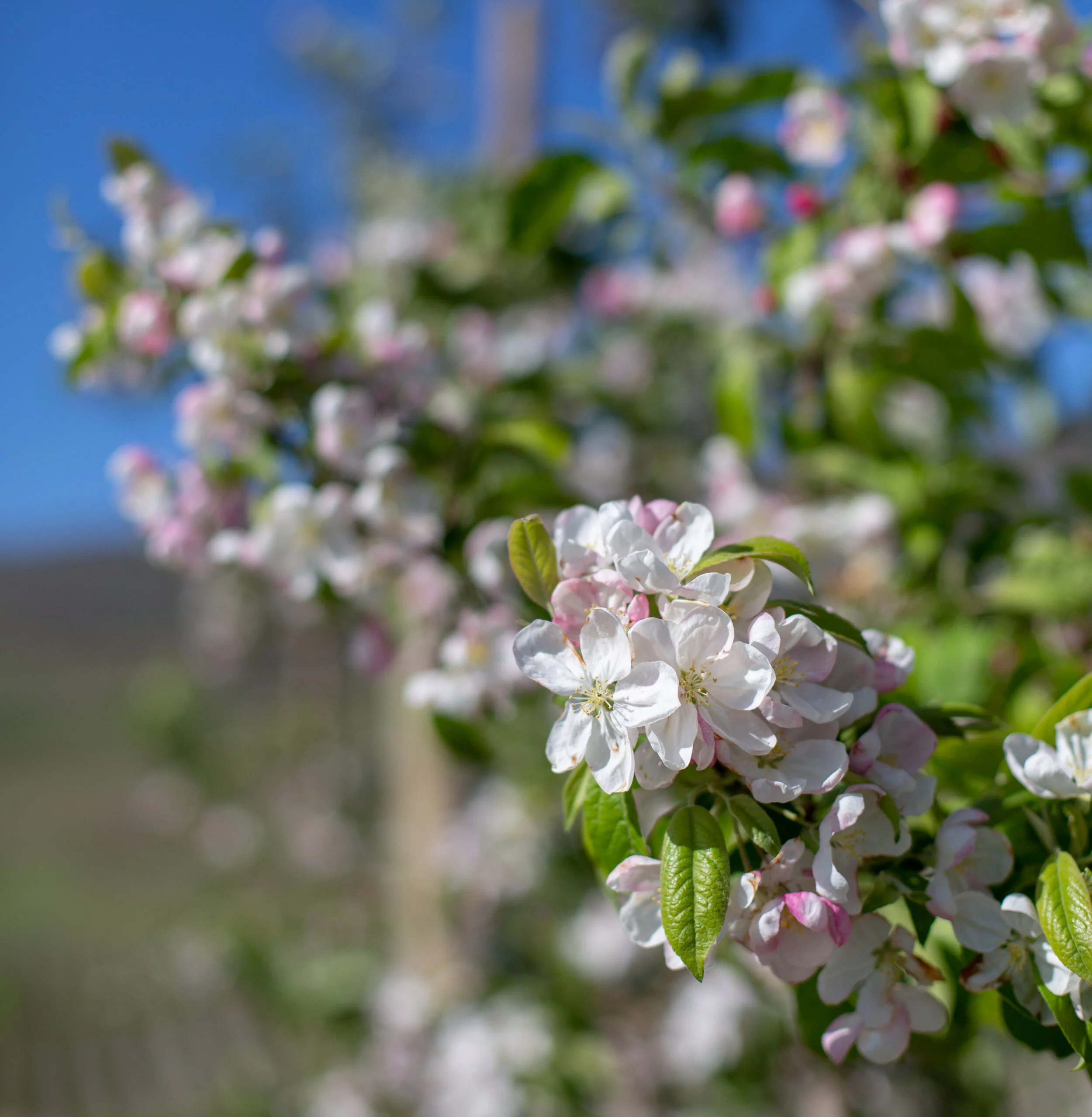 20190502_CosmicCrisp_5D3_8216.jpg