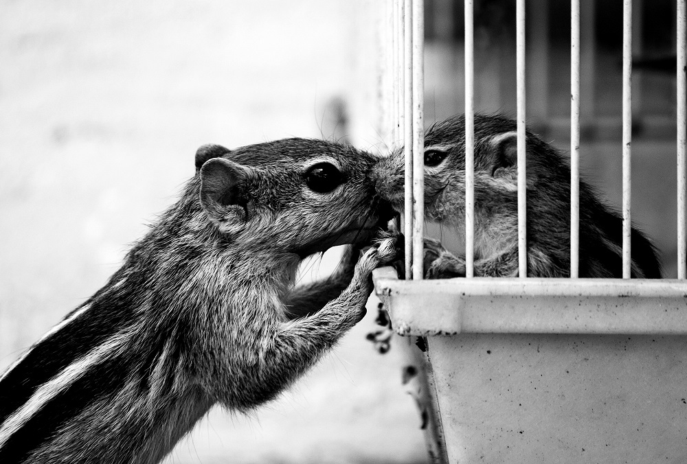 ( Mother's love | Anton Croos)