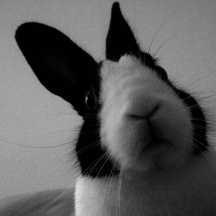 Ziggy_closeup_square.png