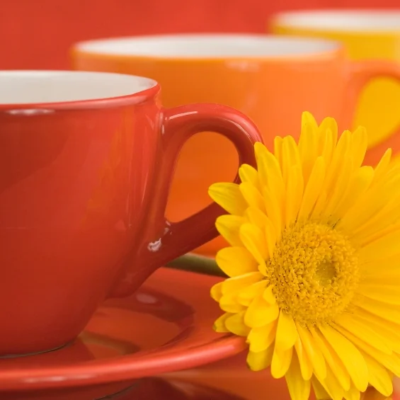 Morning & Afternoon tea included