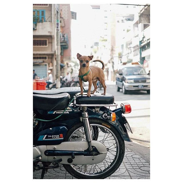 *New Series*
🇻🇳How Chi Mihn City🇻🇳
🛵🐕
1/9
.
.
.
.
#hochiminh 
#saigon 
#vietnam
#sonya6000
#zeiss 
#32mm