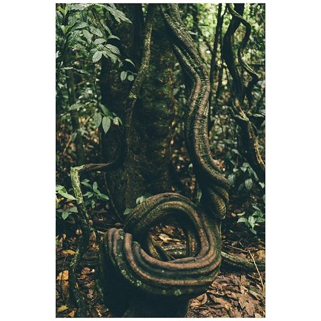 *Bonus Nam* 🇻🇳 vs 🇺🇸
I learned a LOT on this trip to Vietnam. One is that war is very sick &amp; twisted. The other is that rubber is made from tree sap, and some of those tree are in Cu Chi. (I don't think this is one of those trees, though.) ✌?