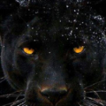 black-panther-2719263.png