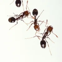 Fire_ants_01.jpg