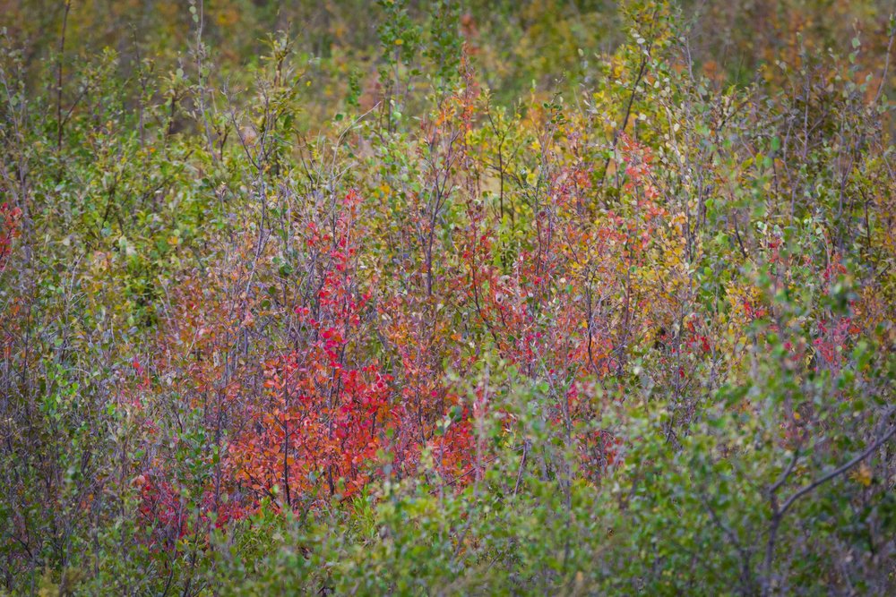  Dempster Highway, Roadtrip, Landscape, Arctic, rob gubiani, Tundra, Tombstone, Tuktoyuktuk, Inuvik, Dempster, Yukon, travel, wanderlust, fall, autumn, 