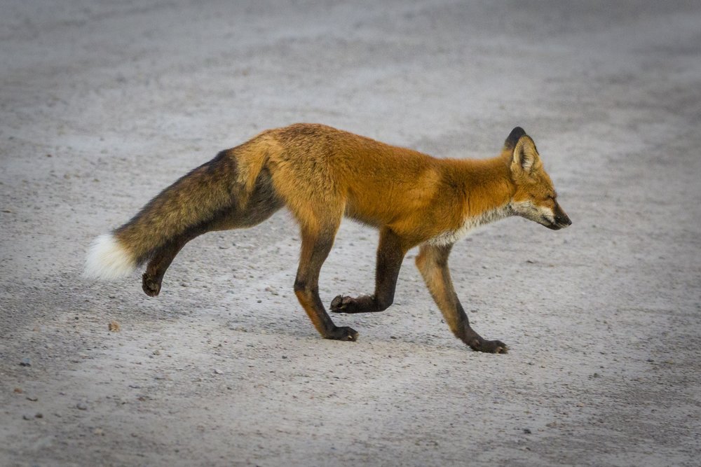  Dempster Highway, Roadtrip, Landscape, Arctic, rob gubiani, Tundra, Tombstone, Tuktoyuktuk, Inuvik, Dempster, Yukon, travel, wanderlust, fox, red fox, arctic fox, 