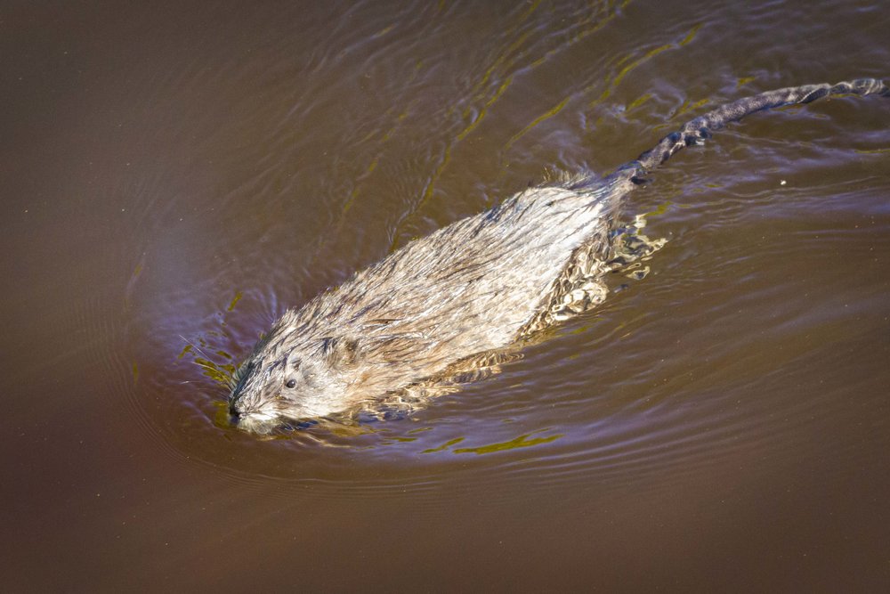  Dempster Highway, Roadtrip, Landscape, Arctic, rob gubiani, Tundra, Tombstone, Tuktoyuktuk, Inuvik, Dempster, Yukon, travel, wanderlust, water rat, musk rat, musk, rat, water, rodent, 