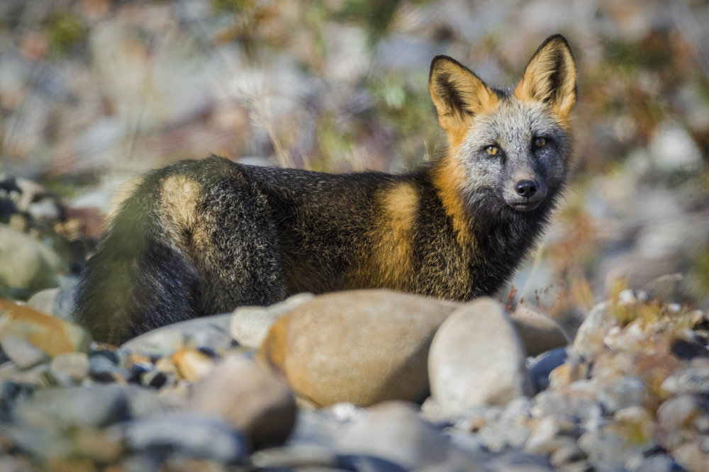  Dempster Highway, Roadtrip, Landscape, Arctic, rob gubiani, Tundra, Tombstone, Tuktoyuktuk, Inuvik, Dempster, Yukon, travel, wanderlust, fox, red fox, arctic fox, mottled fox, 