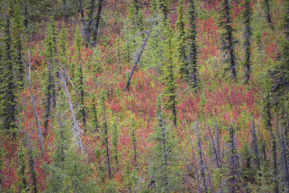  Dempster Highway, Roadtrip, Landscape, Arctic, rob gubiani, Tundra, Tombstone, Tuktoyuktuk, Inuvik, Dempster, Yukon, travel, wanderlust, boreal, forest, boreal forest, autumn, fall, 