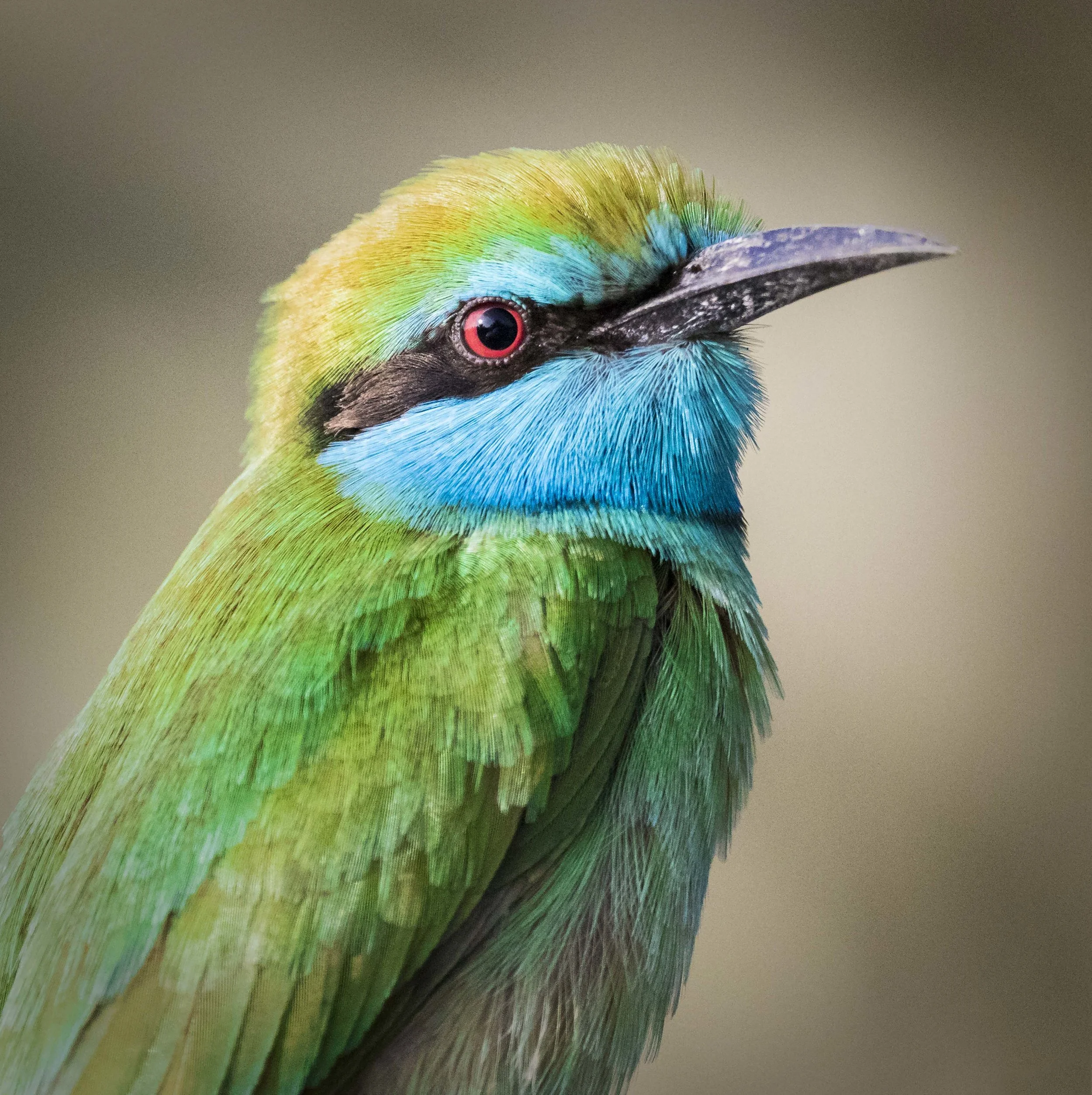 Animal Portrait 9.jpg