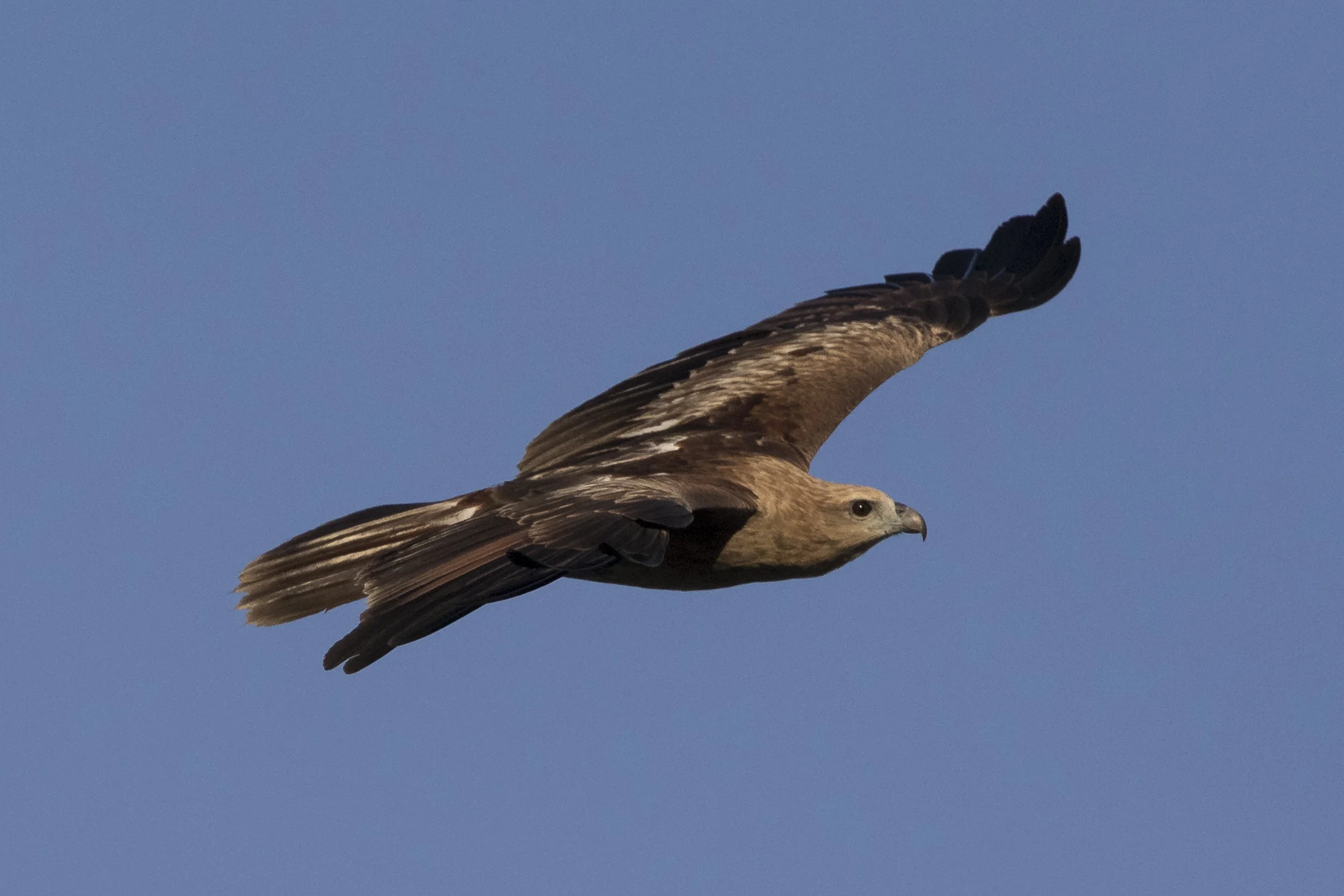 CP8A7236.jpg
