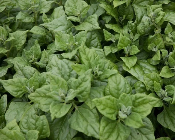 Warrigal Greens Source: Yerrabingin.com.au