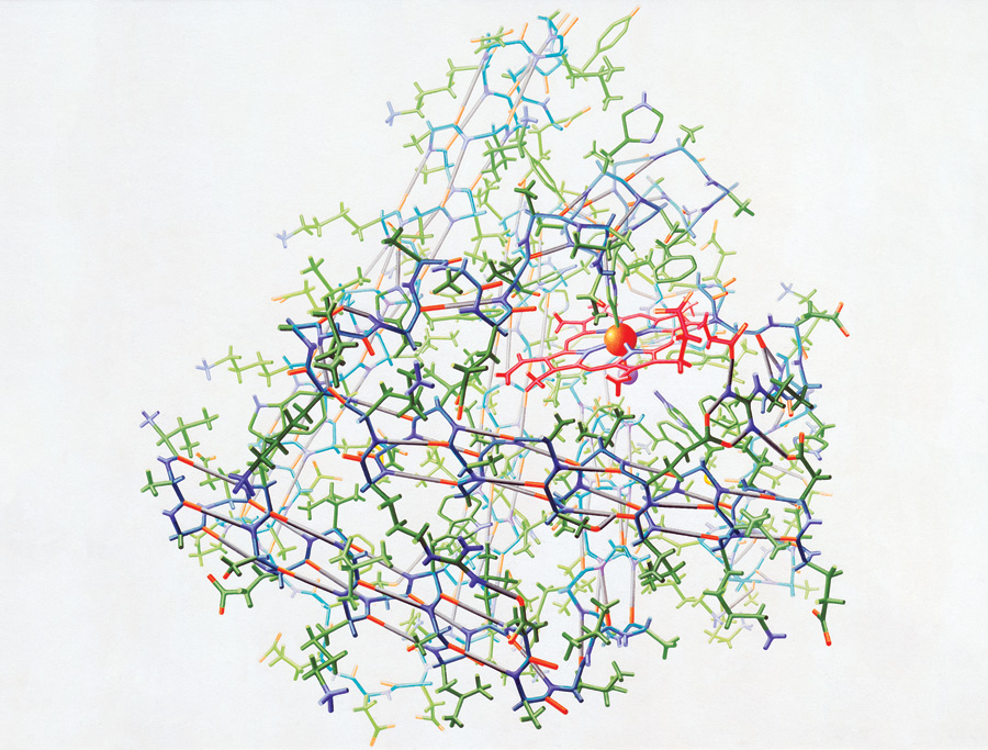 “Crystal structure of myoglobin (1961)” from the Irving Geis Collection. Rights owned and administered by the Howard Hughes Medical Institute. Reproduction by permission only.