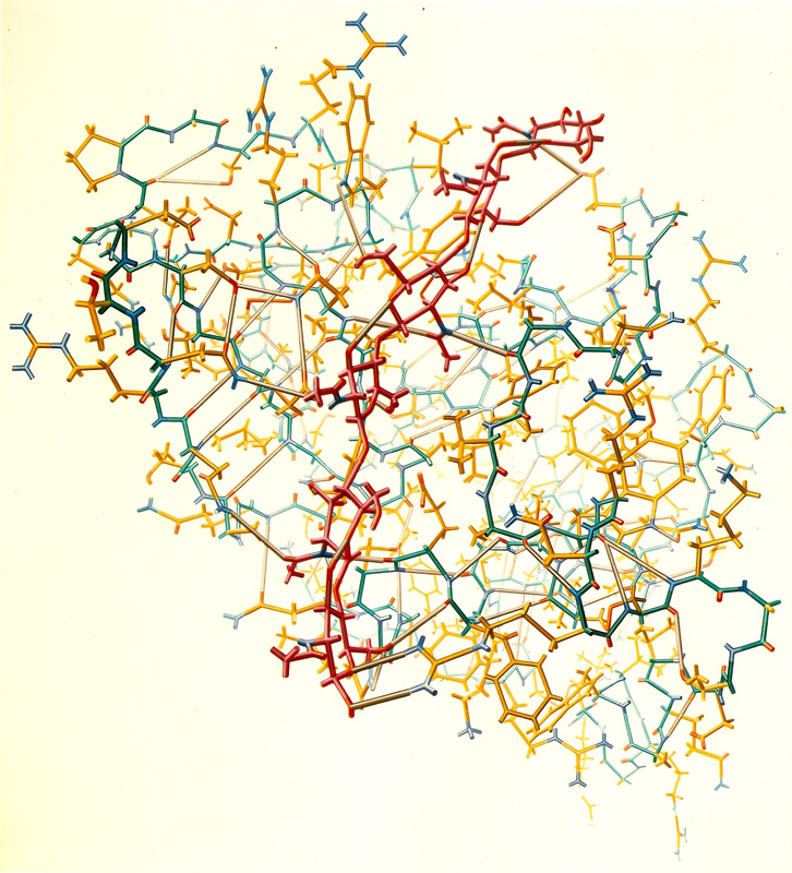 “Crystal structure of lysozyme (1966)” from the Irving Geis Collection. Rights owned and administered by the Howard Hughes Medical Institute. Reproduction by permission only.