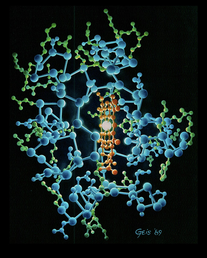 “Cytochrome C (1989)” from the Irving Geis Collection. Rights owned and administered by the Howard Hughes Medical Institute. Reproduction by permission only.