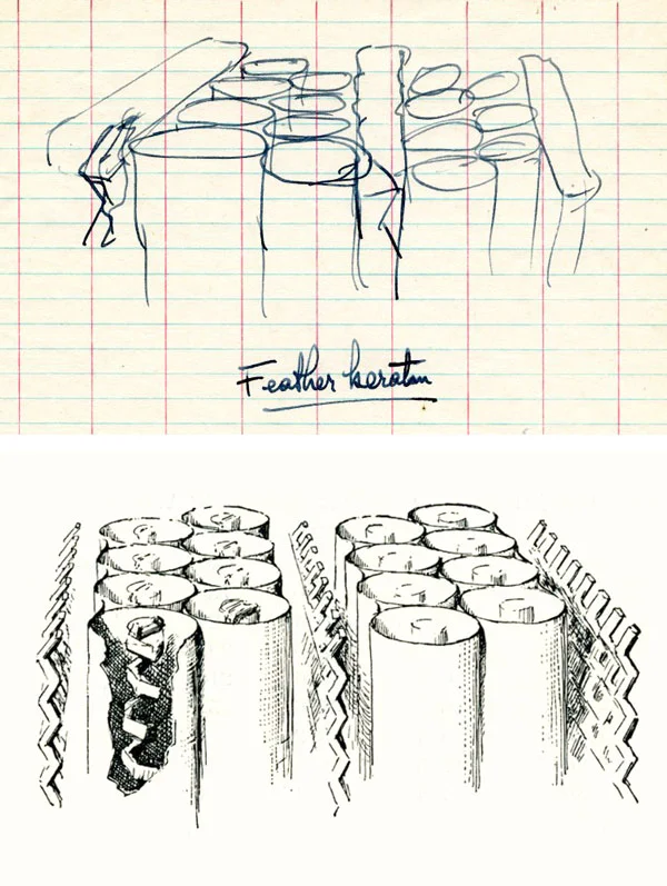 Top: Pauling’s draft image of the proposed structure of feather rachis keratin; bottom: Hayward’s drawing appeared in the final PNAS publication (PNAS 37, 265-261, 1951). Image source: Special Collections & Archives Research Center, Oregon State University Libraries.