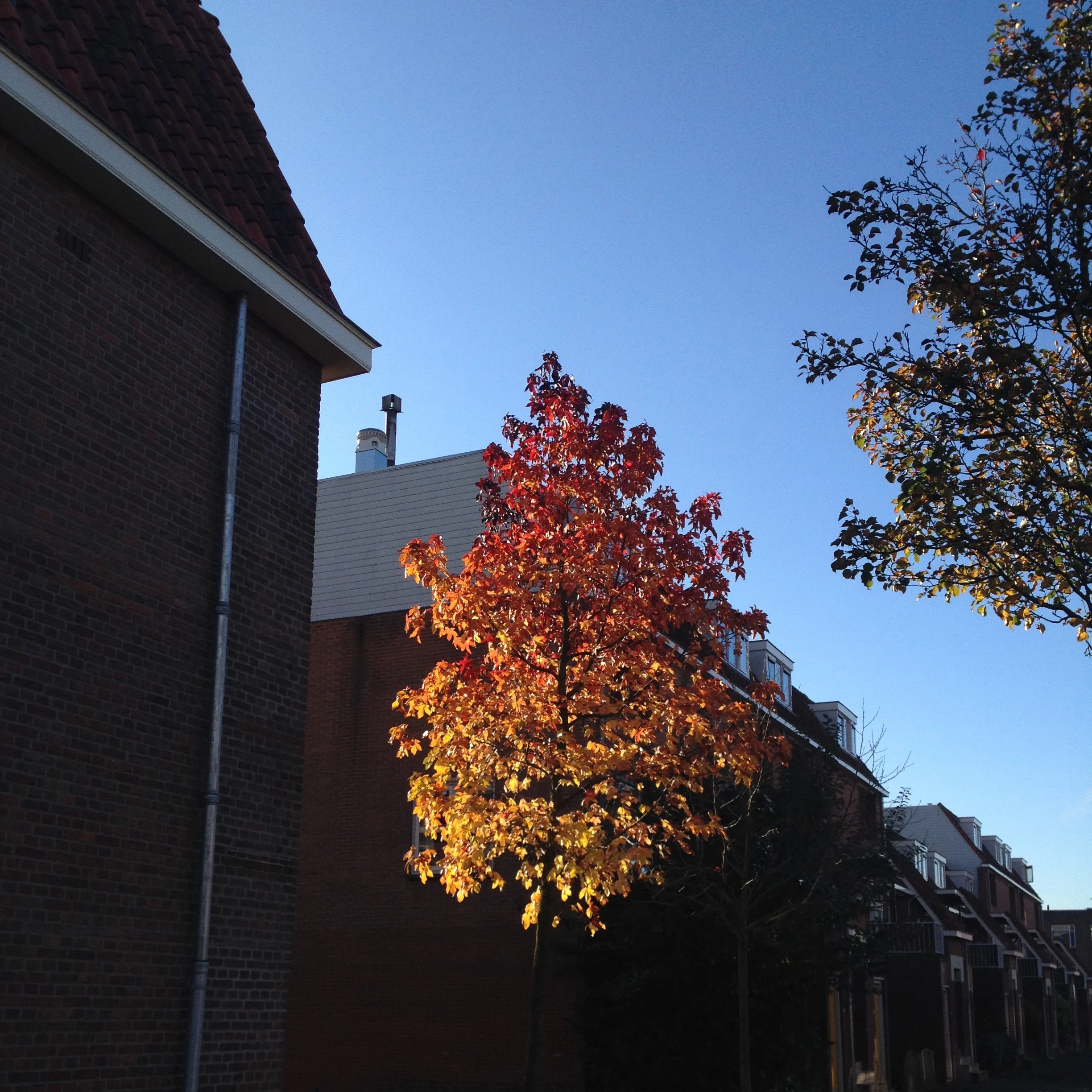 Gradient of Nature