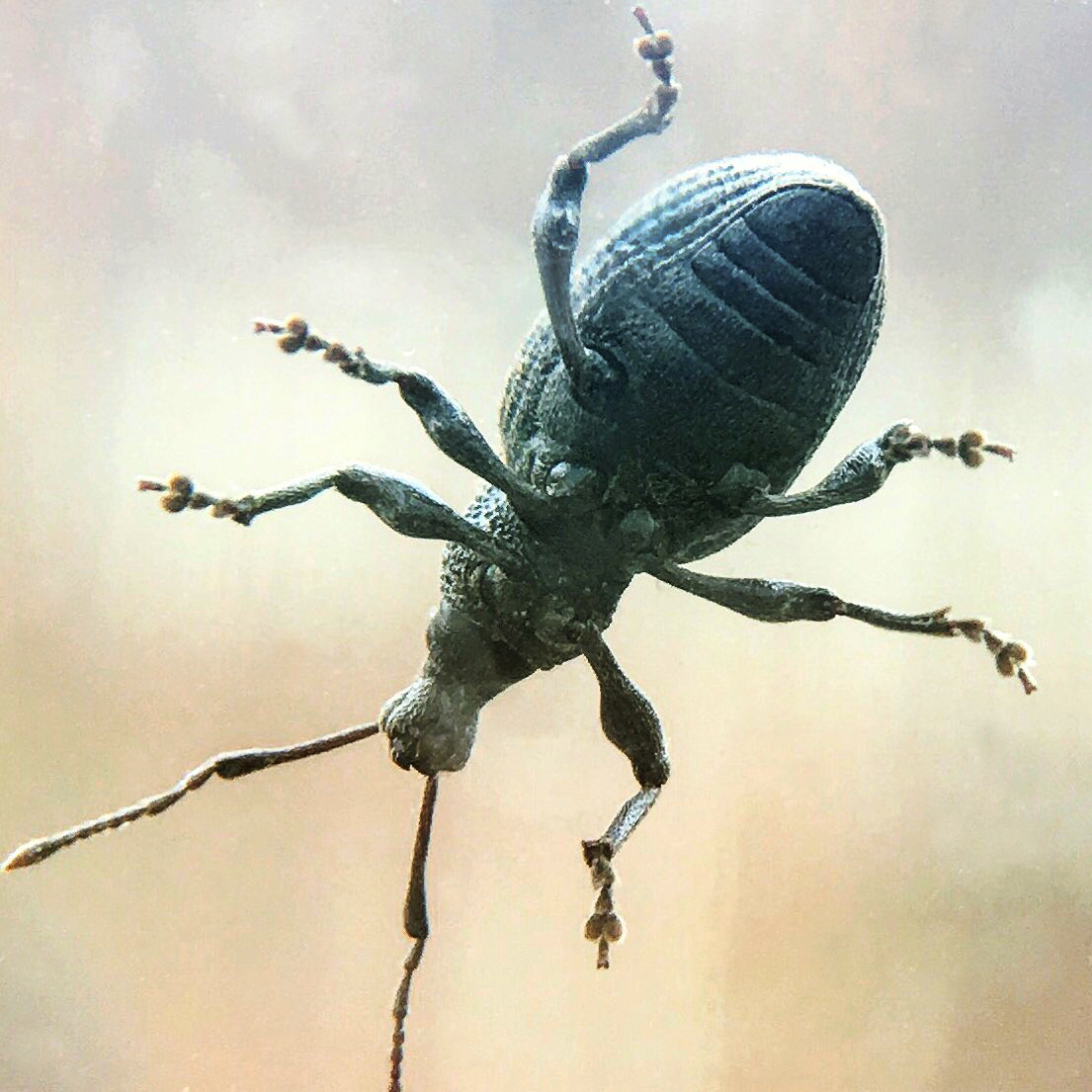 Little fellow