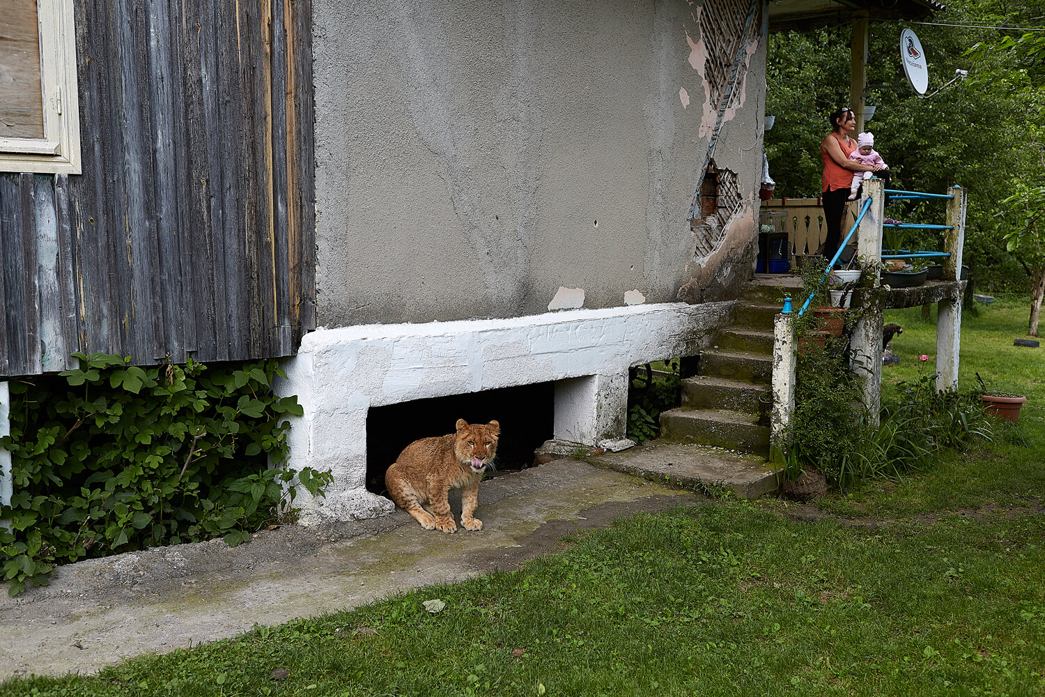 Abkhazia, Bzyb Village, 14/05/2016. On my way to the lake Ritsa, I passed through the Village Bzyb and noticed the sign "Zoo at home". An unattached lion licking his lips and a woman with a child - that what I saw when I opened the door. "Don't worr