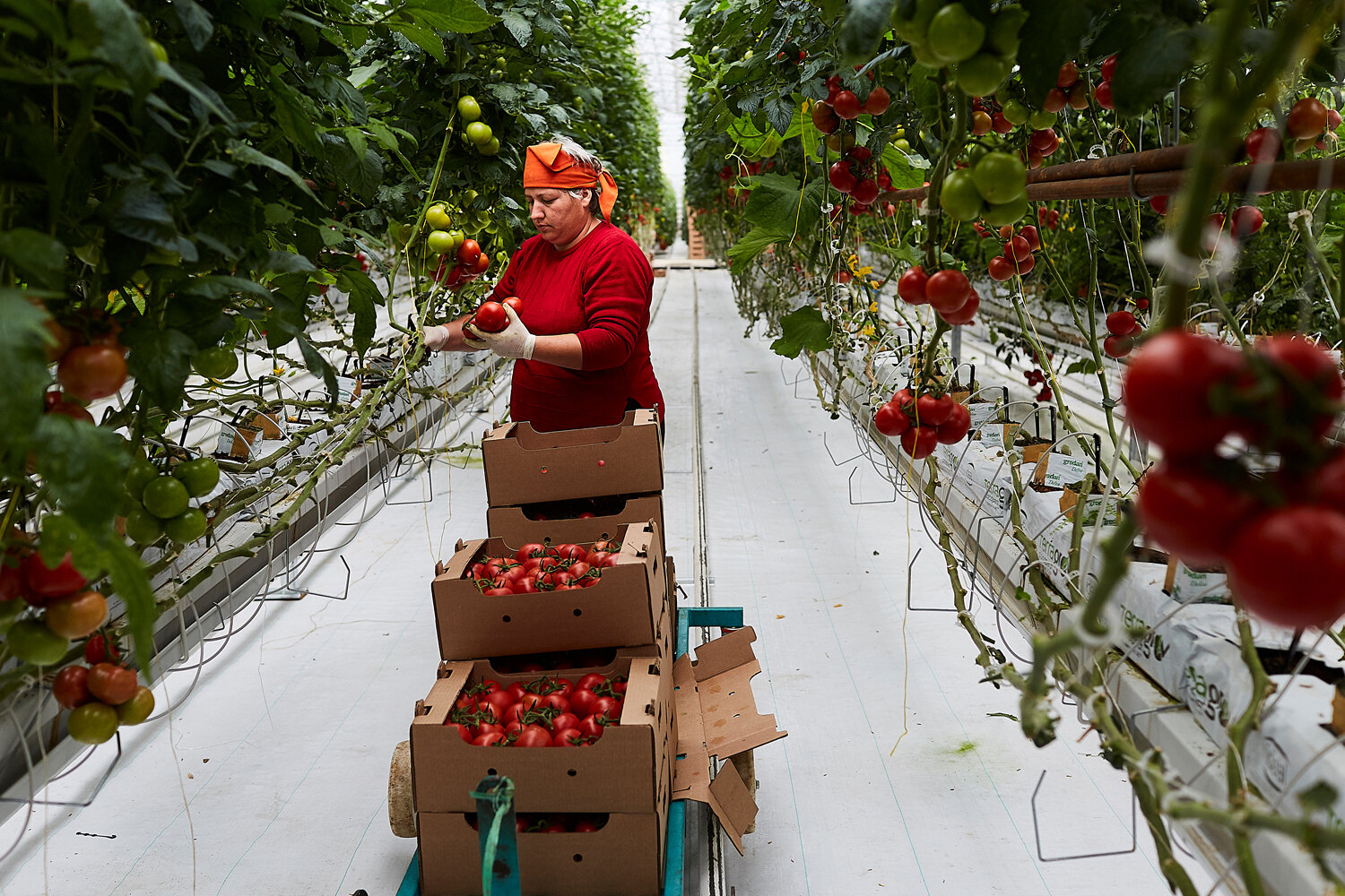  Abkhazia, Kindgi village, 11/05/2016.  Greenhouses (teplici) in Kindgi village. Tomatoes and cucumbers are grown for the local market. 