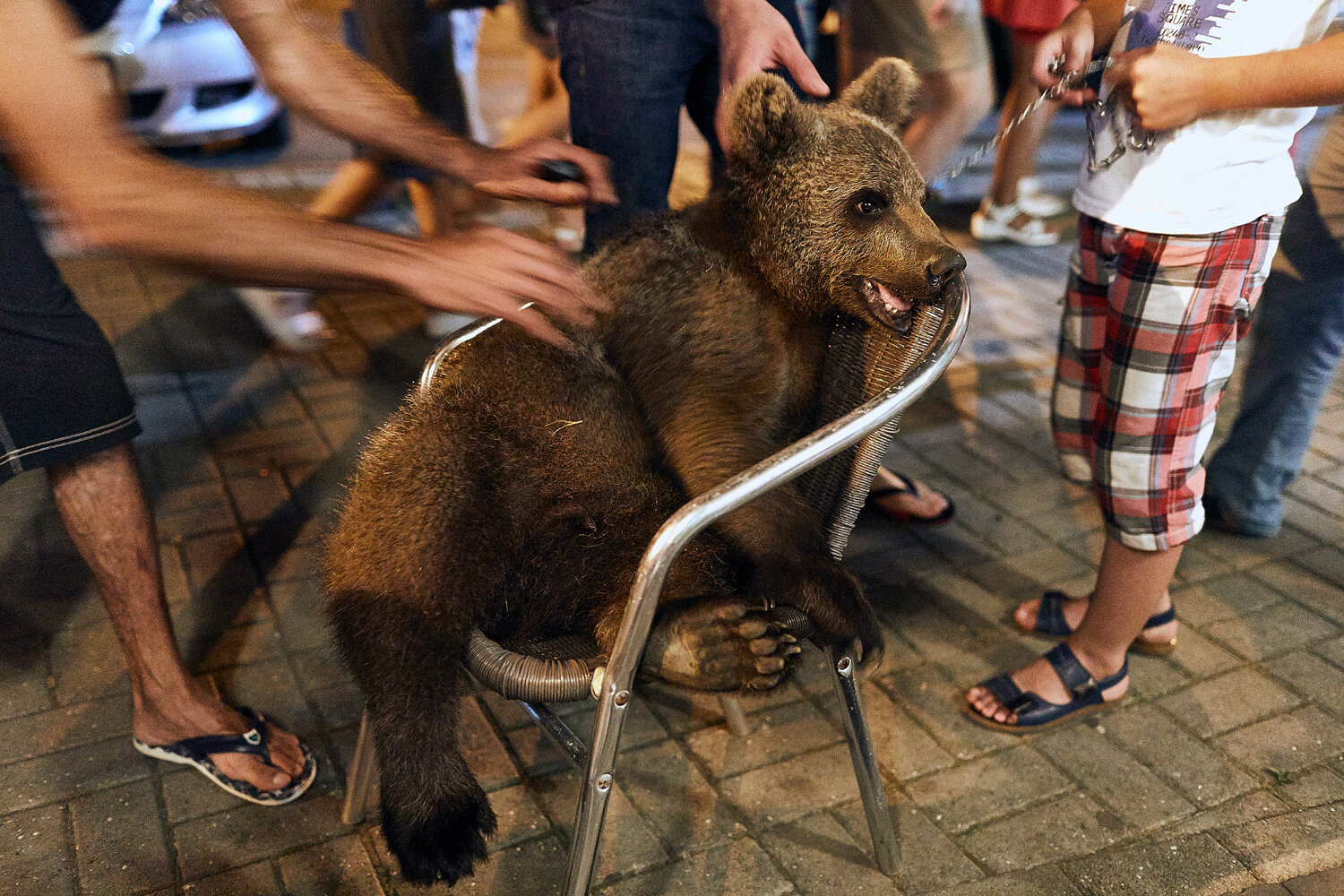  Abkhazia, Sukhum, 03/07/2017. The bear sitting in a chair. He was caught during a hunt and now stays at a home as a domestic animal until the time he becomes dangerous again. After that will be brought to a zoo. By paying a small fee tourists can ta