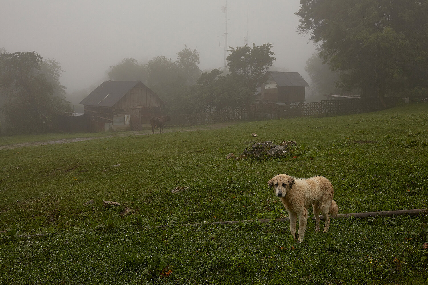  Abkhazia, Upper Eshera, 22/07/2019. In the Upper Eshera. 