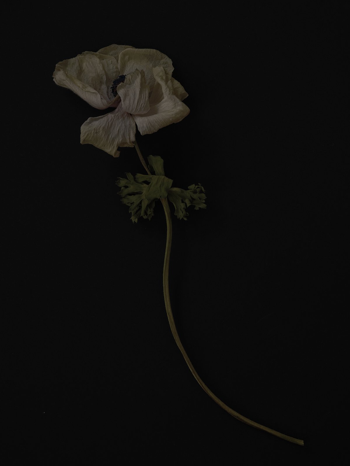 Kuleshova_Ksenia_Dead Flowers_004.jpg