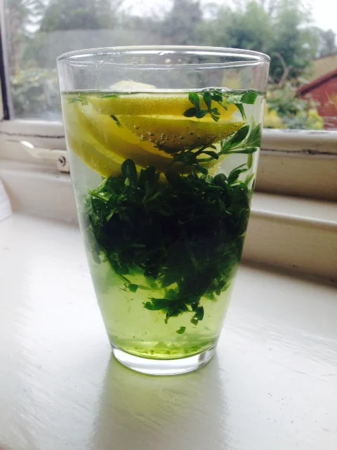 cleavers_cold_infusion.jpg
