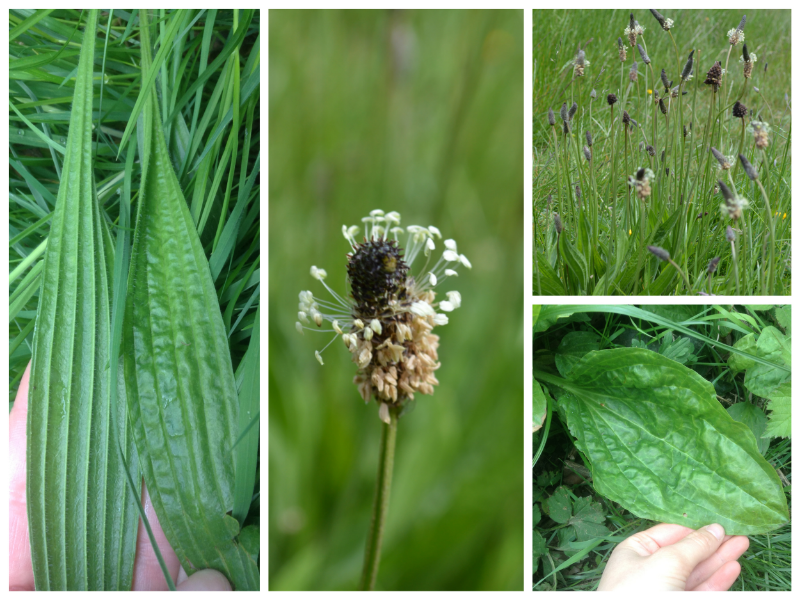 (L) Plantain (P.lanceolata) leaves back and front. Notice the parallel ribs or veins. (M). P.lanceolata flower. (R-upper) P.lanceolata. (R.lower) P.major leaf.