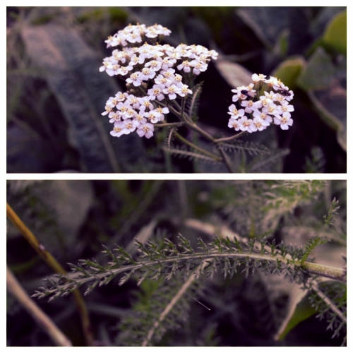 Yarrow flowers (top), and the squirrell-tail- like leaves (Bottom)