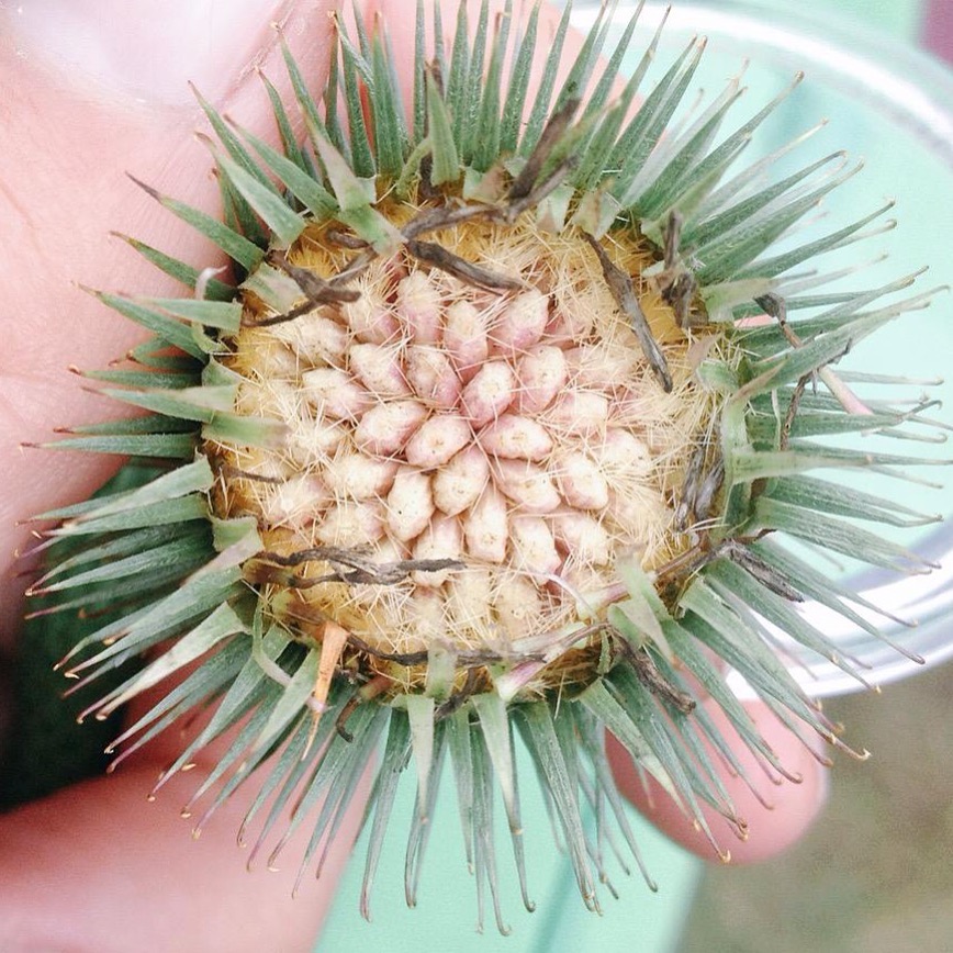 burdock seed patterns. Seeds are used for similar conditions as the root. The seed-heads are covered in tiny hooks, the inspiration for velcro.