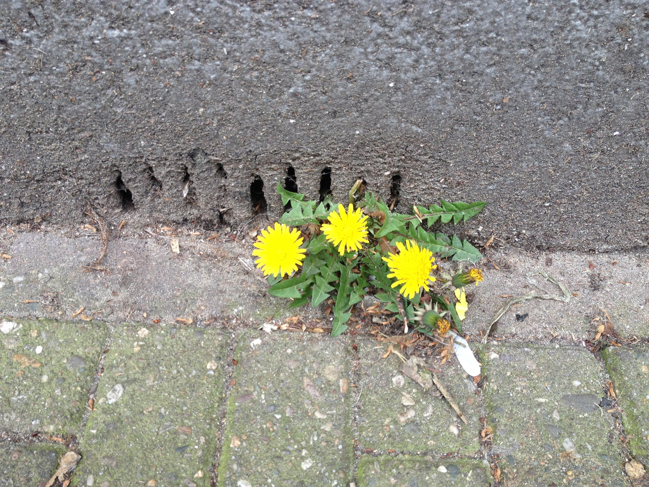 Dandelion: a tenacious urban dweller