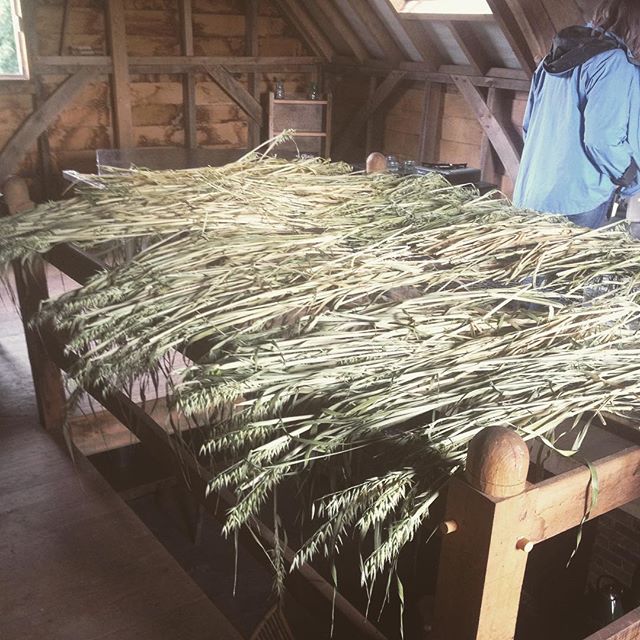 Oatstraw & milky oats drying ready for medicine making