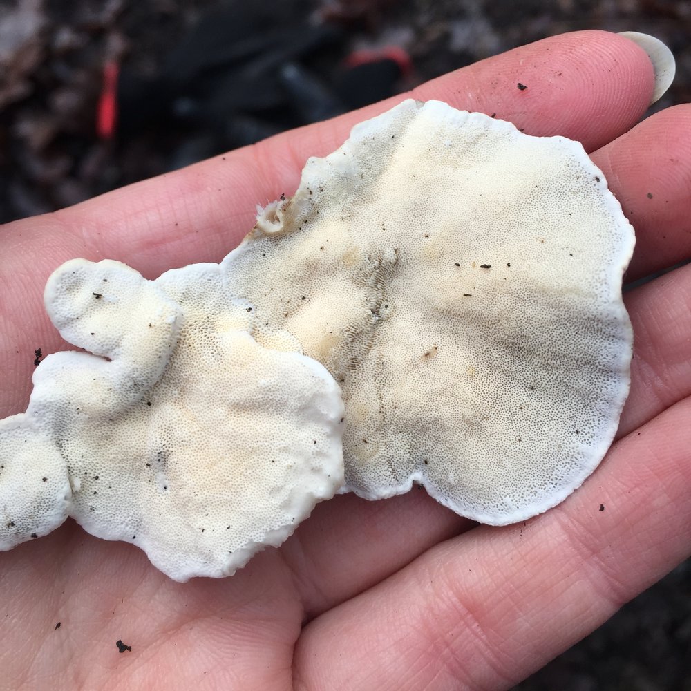 Medicinal Mushrooms Turkey Tail Handmade Apothecary