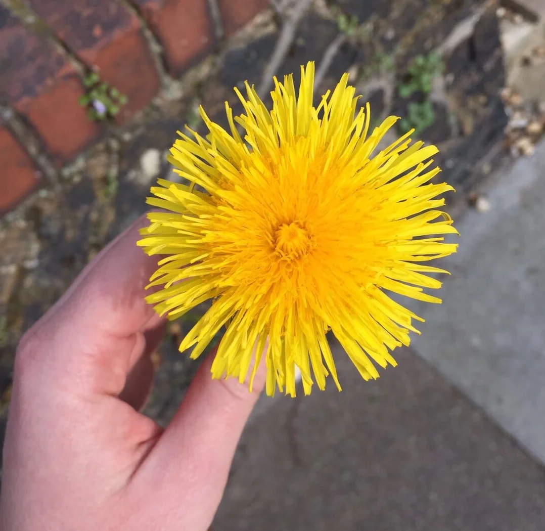Dandelion sunshine