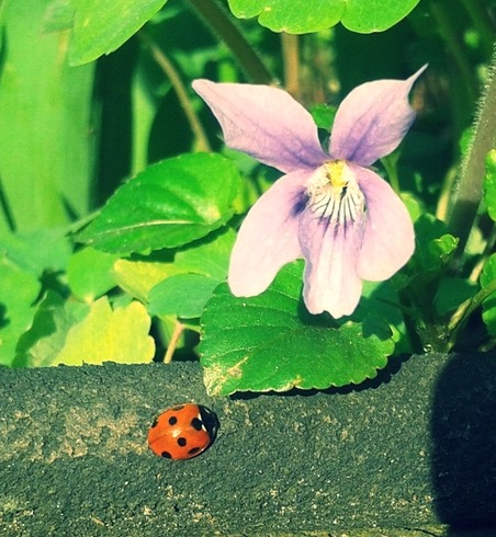 Violet and friend