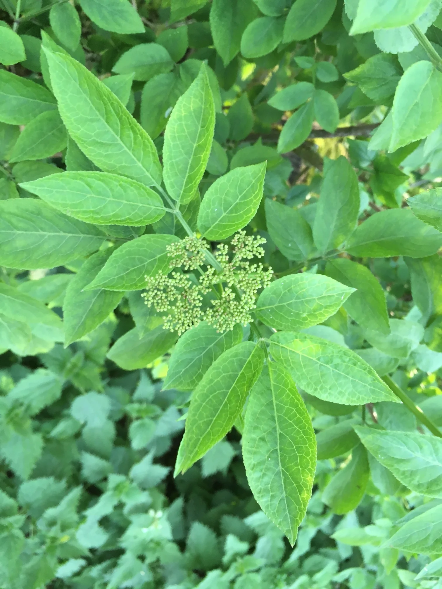 Pick the fresh spring elder leaves before the flowers develop