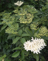 Elder Tree Remedies — Handmade Apothecary