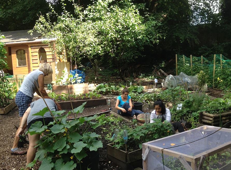Veg patch & herb garden