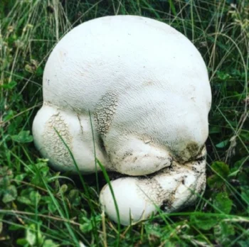 Giant Puffball - Picture courtesy of Monica Wilde
