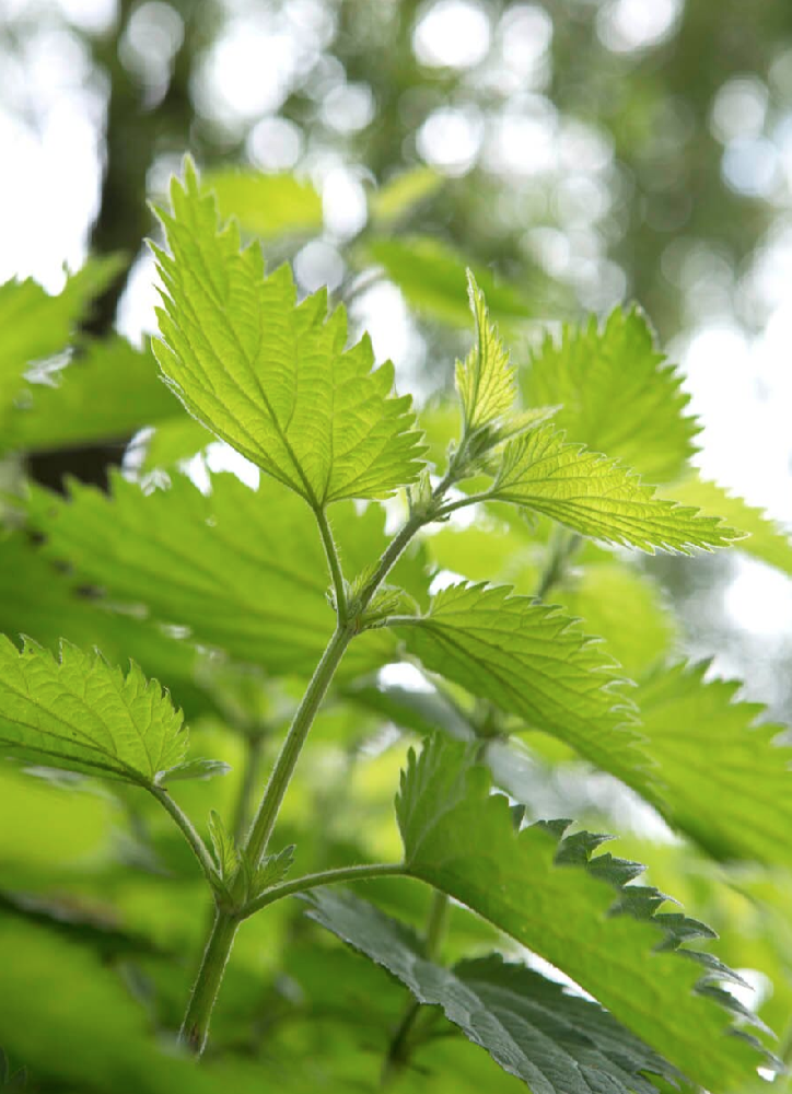 Nettle ( Urtica dioica) (C) Sarah Cuttle