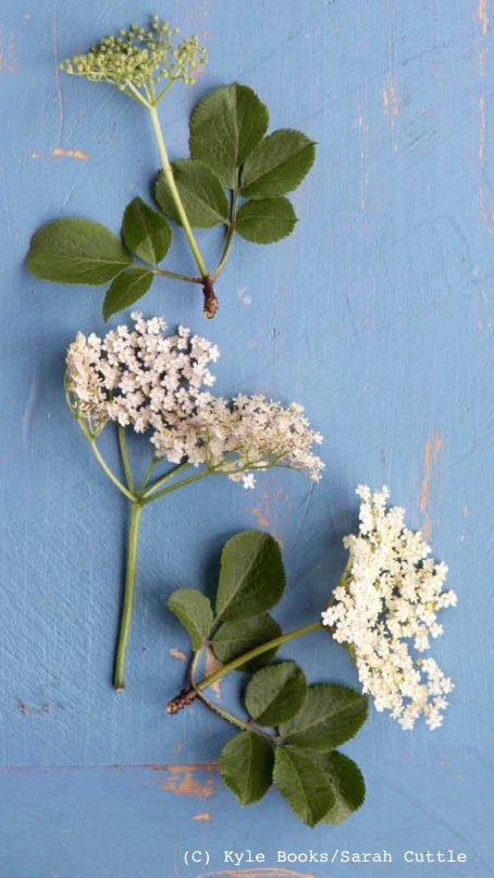 elderflower cuttle.png