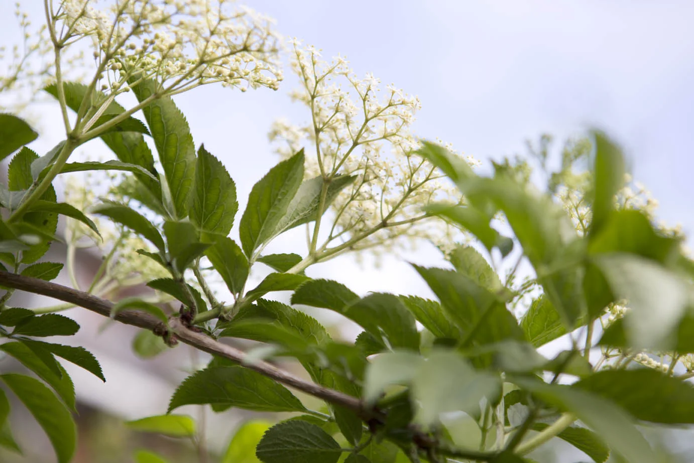 Elderflower a1 .jpg