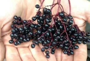 Elderberries.jpeg