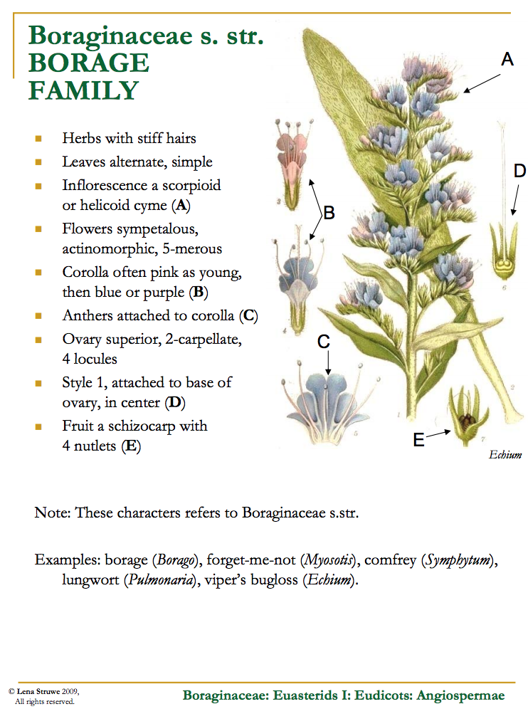 Borage botany taken from "Field identification of the 50 most common plant families in temperate regions" (including agricultural, horticultural, and wild species) by Lena Struwe struwe@aesop.rutgers.edu Link here: http://www.sci.sdsu.edu/plants/plantsystematics/Identifying_50_major_plant_families.pdf