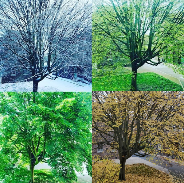 Point 2 in the following list: Tree of the year study on a Beech tree,( Fagus sylvatica 'Quercifolia’) with permission from Joanna Durant